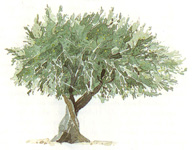 Olive tree