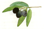 Olives